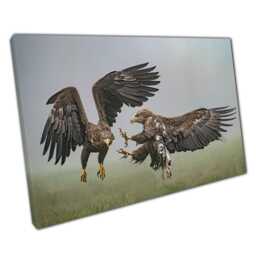 Fierce White-Tailed Eagles Battle Canvas Print Polish Wildlife Photography For Home & Office Decor - thumbnail 1