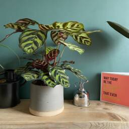 Planter For House Plants - Hand-Thrown Indoor The Village Pottery - thumbnail 1