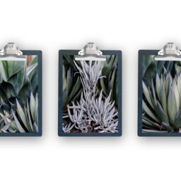 Printable Wall Art, Greenery, Photography, Instant Download, Decor, Boho, Photo, Print - thumbnail 4