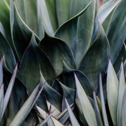 Printable Wall Art, Greenery, Photography, Instant Download, Decor, Boho, Photo, Print - thumbnail 3