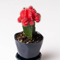 Midnight Ceramic Planter With Saucer, Small Planter, Plant Pot, Pot Succulent Mini - thumbnail 3