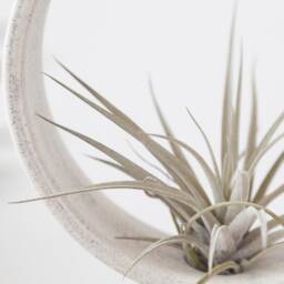 Tillandsia Holder Speckled Ceramic , Air Plant Handmade Planter Small Wall Vase - thumbnail 2