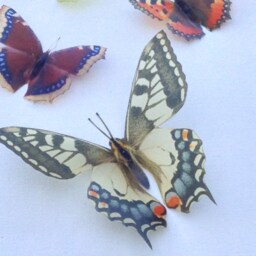 3D Butterfly Wall Art British Replicas, Set Of 5 - thumbnail 3
