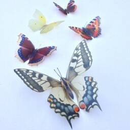 3D Butterfly Wall Art British Replicas, Set Of 5 - thumbnail 1