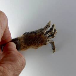 Monkeys Paw Usb Drive - thumbnail 4