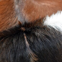 Genuine Goat Skin Rug Natural Leather Hide, Soft Fur - thumbnail 2
