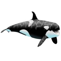 Killer Whale - Orca Wall Decal - Ocean Wall Reusable Fabric Vwaq Ocw1 - thumbnail 2