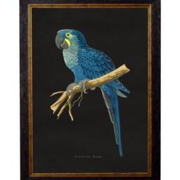 Parrot Pictures Macaw Prints in Black Frames 38x50cm Set Of 4 Multicolour Dark Decor Paintings Wall Framed - thumbnail 3