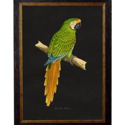 Parrot Pictures Macaw Prints in Black Frames 38x50cm Set Of 4 Multicolour Dark Decor Paintings Wall Framed - thumbnail 2