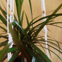 Hanging Planter White Macrame Plant Hanger 32 Inches 3mm Gift Idea Hanging Indoor Or Outdoor Decor Flower Pot Window Decoration - thumbnail 3