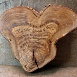 A 101 Year Old California Olive Naturally Heart Shaped Branch - Natural Rustic Wood Ornament By Tanja Sova - thumbnail 4