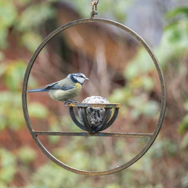 Rusty Metal Hanging Fat Ball Bird Feeder - image 1