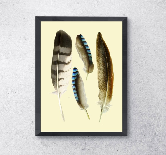 Feathers Printable Designer Feahthers Wall Decor Printable Instand Download Feathers Collection Real Bird Instant Print - image 1