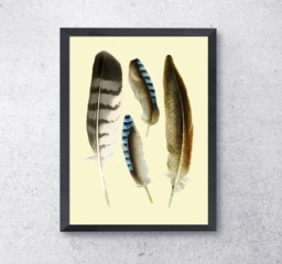 Feathers Printable Designer Feahthers Wall Decor Printable Instand Download Feathers Collection Real Bird Instant Print - thumbnail 1