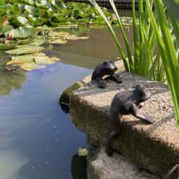 Pair Of Small Cast Iron Metal Shelf Hanging Frog Statue Garden Ornaments - thumbnail 2
