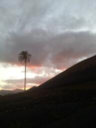 Gemstone Almandine Red Garnet Canary Islands Palm Tree On Volcanic Lava Stone Lanzarote Sculpture - January Birthstone - thumbnail 3