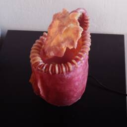 Carnivorous Abat-Jour Plant - thumbnail 3