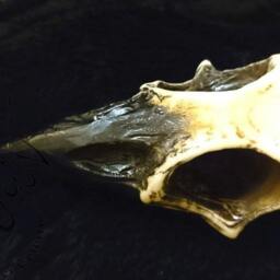 Large Crow Skull - 90x45mm, 30mm Thick - thumbnail 2