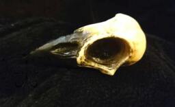 Large Crow Skull - 90x45mm, 30mm Thick - thumbnail 1