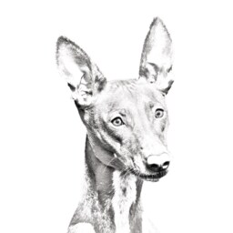 Pharaoh Hound - Wooden Stand For Candles/Pens With The Image Of A Dog New Collection - thumbnail 2