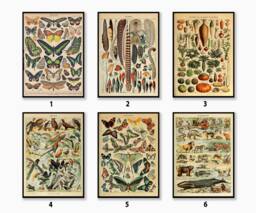 Adolphe Millot Botanical Poster Sets, Vintage Wall Art Decor, Food Art, Animal Print, Kitchen & Drink Poster, Gift, A1/A2/A3/A4 - thumbnail 1