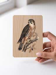 Merlin Falcon Art Print - Vintage Illustration Bird Of Prey Pine Wooden Postcard Wall - thumbnail 1