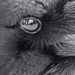 Raven Eye Fine Art Photograph - Detailed Close Up, Signed Print - thumbnail 1