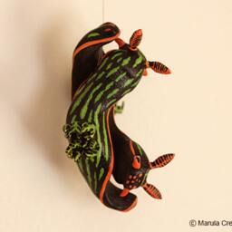 Yana The Nudibranch - Nembrotha Kubaryana - thumbnail 2