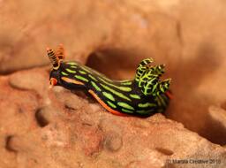 Yana The Nudibranch - Nembrotha Kubaryana