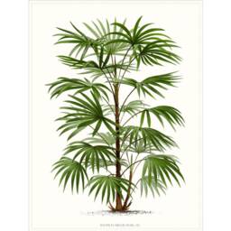 Palm Tree Prints. Beach Home Wall Art. Four Trees. Living Room Decor. Coastal Tropical Art Poster - thumbnail 3