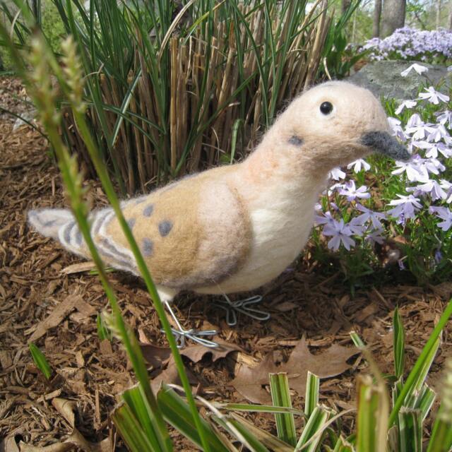 Mr. Mourning Dove - image 1