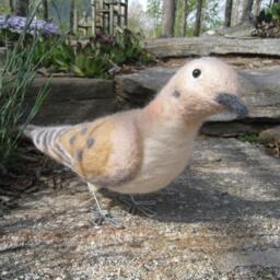 Mr. Mourning Dove - thumbnail 3