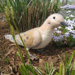 Mr. Mourning Dove