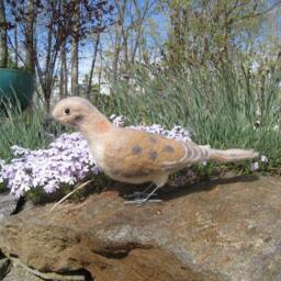 Mr. Mourning Dove - thumbnail 2
