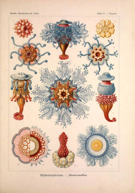 Vintage Ernst Haeckel Marine Print, Nature Print