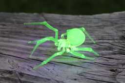 Uranium Glass Spider Vaseline Figurine Pendant Uv