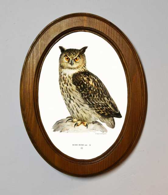 Light Oak Oval Wooden Framed Picture, Eagle Owl, Von Wright Brothers, Art Print, Bird Illustration, Wall Hanging, Antique Vintage Style - image 1