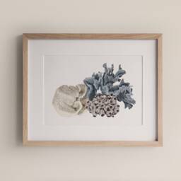 Coral Cluster Art Print Soft Coastal Illustration Timeless Australian Wall - thumbnail 1