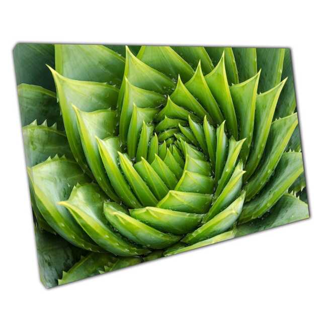 Spiral Aloe Vera Canvas Wall Art With Water Droplets Macro Close Up For Home Office Decor - image 1