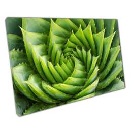 Spiral Aloe Vera Canvas Wall Art With Water Droplets Macro Close Up For Home Office Decor - thumbnail 1
