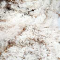 Luxury Curly Sheepskin Throw For Sofa Couch Or Bed Cover in Ivory & Honey Brown Curls & Tan Suede - Blanket Rug - thumbnail 2