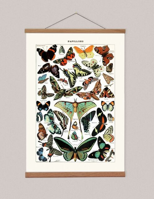 Vintage Butterfly Canvas Print With Wooden Poster Hanger - image 1