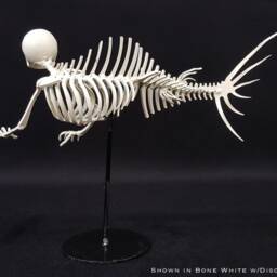 Merman Skeleton - Small - thumbnail 3