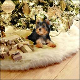 Shaggy Faux Sheepskin Christmas Tree Skirt - White Fur