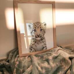 Baby Snow Leopard Print, Bedroom Wall Nursery Decor, Leaopard Posters, Kids Room Art, Keep Sake - thumbnail 2