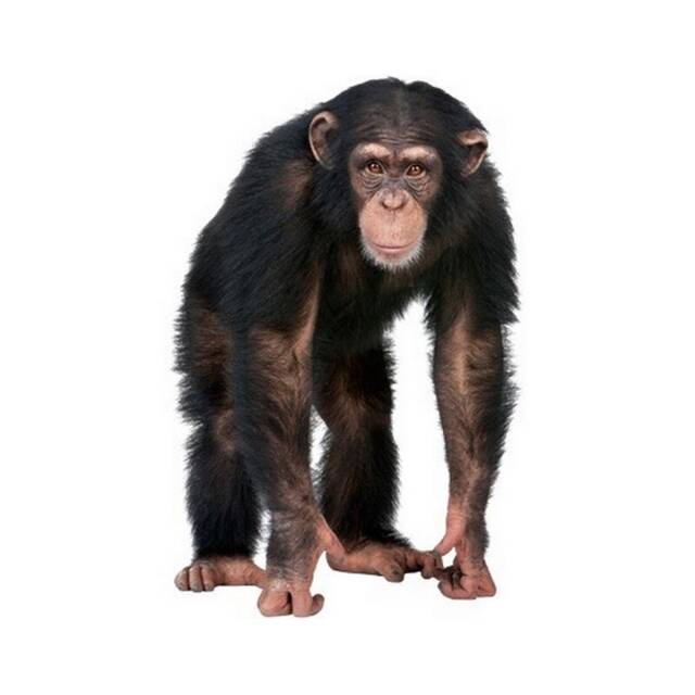 Realistic Monkey Wall Decal, Watercolor Jungle Animal - Kids Room Size Options - image 1