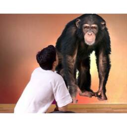 Realistic Monkey Wall Decal, Watercolor Jungle Animal - Kids Room Size Options - thumbnail 2