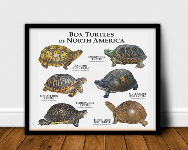 Box Turtles Of North America Poster Print - Signed By Artist - image 1