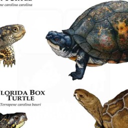 Box Turtles Of North America Poster Print - Signed By Artist - thumbnail 3