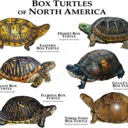 Box Turtles Of North America Poster Print - Signed By Artist - thumbnail 2